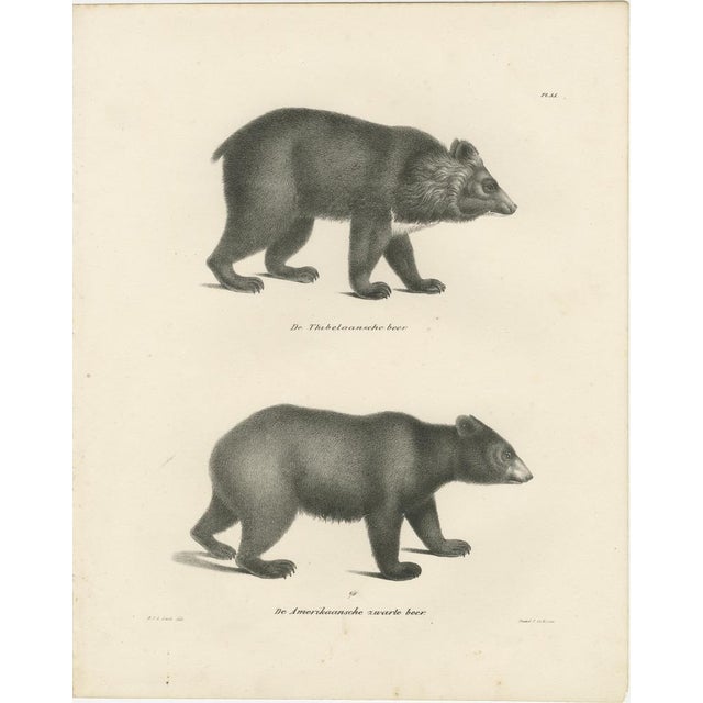 Majestic Bears, 1836, Print, Set of 2 For Sale - Image 3 of 12
