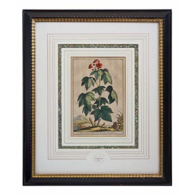 English Antique Botanical Engravings Abraham Munting Matted & Framed Wall Art - A Pair For Sale - Image 3 of 6