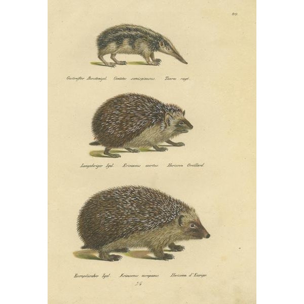 Schinz, Three Hedgehog Species, 1824, Hand Colored Print For Sale - Image 3 of 6