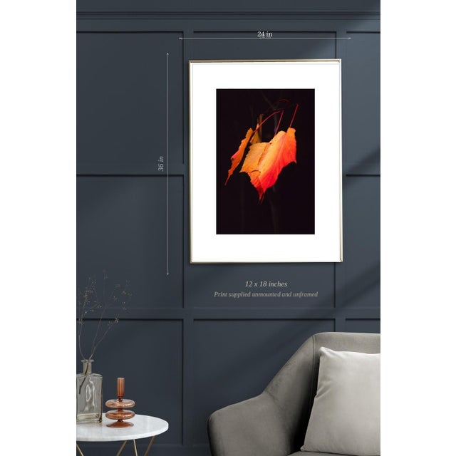 Not Yet Made - Made To Order Paul Cooklin, Maple Leaves, Edition of 50 For Sale - Image 5 of 7