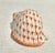 Herend MCM Coastal Assortment of Porcelain Andrea by Sadek Fishnet Figurines -a Seven Piece Set For Sale - Image 4 of 10