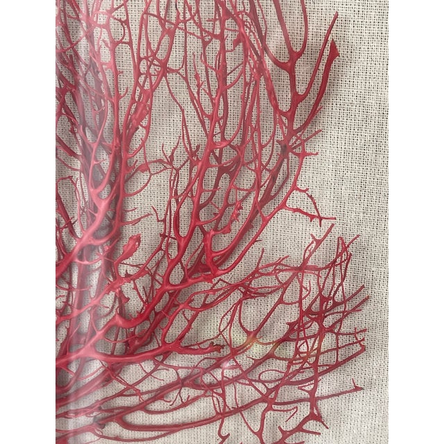 Contemporary Vintage Boho Coastal Sea Whip Branches Painted Red Framed For Sale - Image 3 of 4