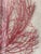 Contemporary Vintage Boho Coastal Sea Whip Branches Painted Red Framed For Sale - Image 3 of 4