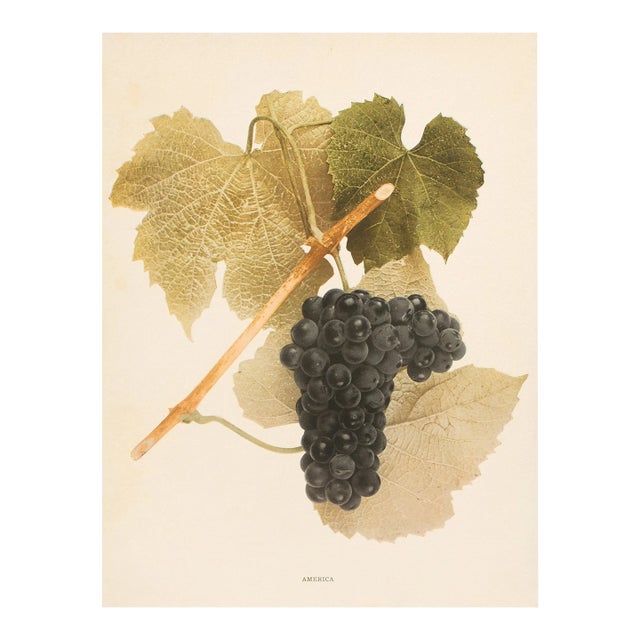 1900s U. P. Hedrick, Original Antique Photogravure of America Grapes For Sale