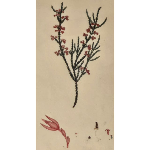 Vintage Framed Botanical Prints After Curtis's Botanical Magazine, Set of 2 For Sale - Image 6 of 8