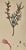 Vintage Framed Botanical Prints After Curtis's Botanical Magazine, Set of 2 For Sale - Image 6 of 8