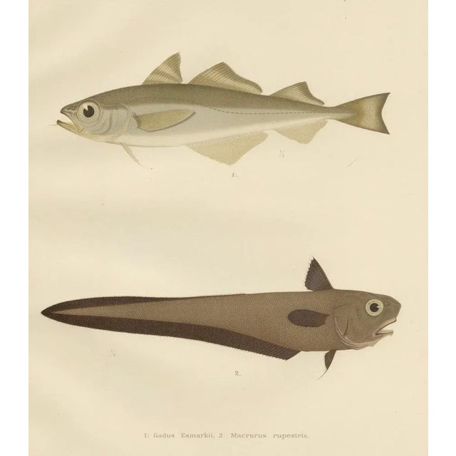 Erdmann, Esmarks Cod and Grenadier Fish, 1895, Lithograph For Sale - Image 6 of 10