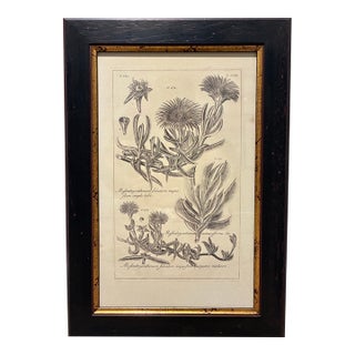Vintage Mesembryanthemum Falc Atum Botanical Illustration Print in Black & Gold Frame For Sale