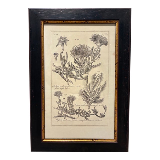 Vintage Mesembryanthemum Falc Atum Botanical Illustration Print in Black & Gold Frame For Sale