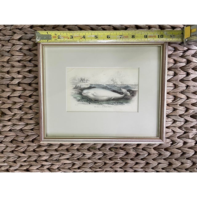 For Your Consideration is an Antique 19th Century Whale/Whaling/Nautical themed Hand-Colored Partial Book Plate/Engraving...