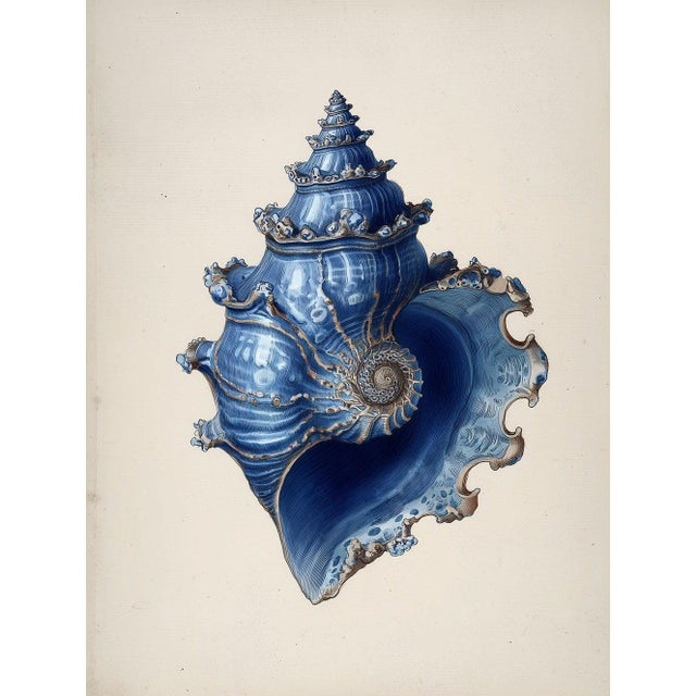 Blue Set of 6 – Blue and White Conch Shells Collection | Coastal Natural History Fine Art Prints For Sale - Image 8 of 14
