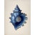 Blue Set of 6 – Blue and White Conch Shells Collection | Coastal Natural History Fine Art Prints For Sale - Image 8 of 14