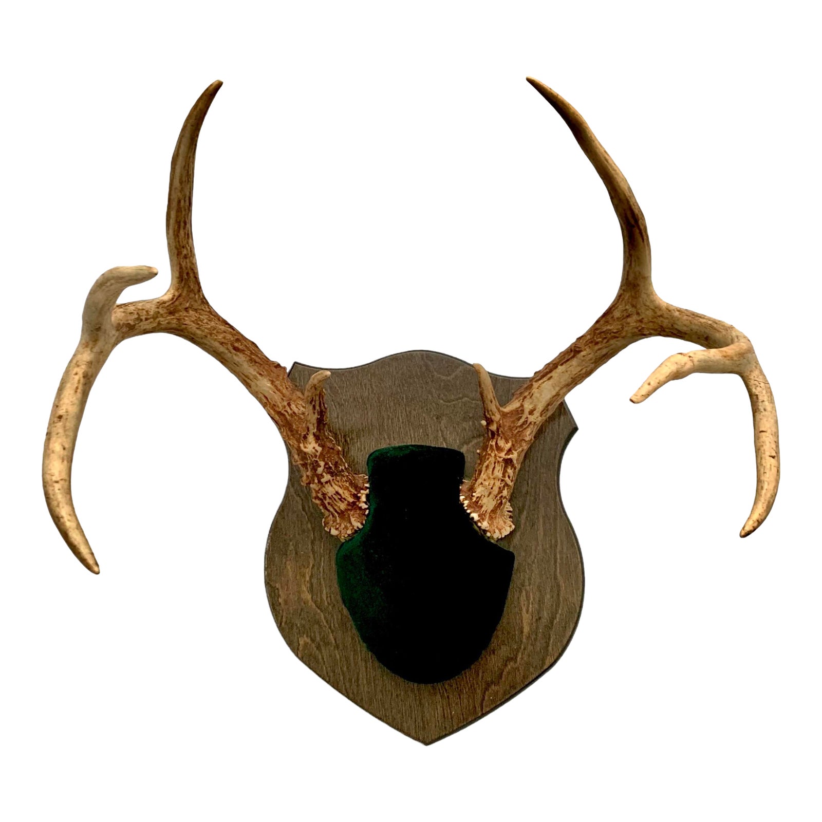 Late 20th Century Deer Antler Eight Point Horn With Green Velvet Cover ...