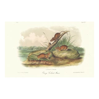 1851 Audubon Quadruped Octavo Lithograph "Plate 95 Orange Colored Mouse" For Sale