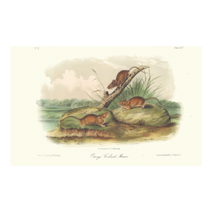 1851 Audubon Quadruped Octavo Lithograph "Plate 95 Orange Colored Mouse"