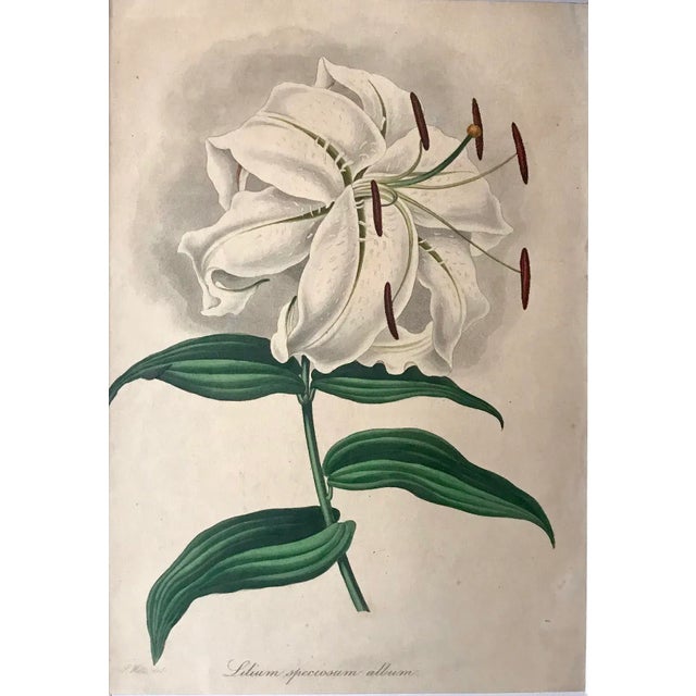 BOTANICAL ART 【import品】 Original Antique Floral Botanical Print of a Japanese Lilly