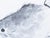 Paper "Turbot Flatfish", Heisei Era Japanese Monochrome Watercolor Painting For Sale - Image 7 of 15