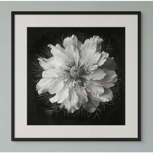 20" X 20" - 'Nigella Damascena Flower' - Black and White Botanical Photography Print For Sale - Image 4 of 6