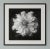 20" X 20" - 'Nigella Damascena Flower' - Black and White Botanical Photography Print For Sale - Image 4 of 6