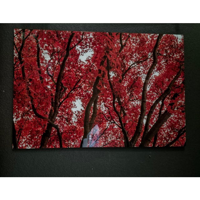 Contemporary Limited Edition "Japanese Fire Maple" Acrylic Triptych Wall Art by Gerome Bonner – 5 of 15 For Sale - Image 3 of 4