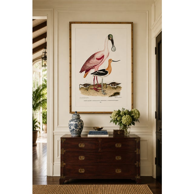 Pink Roseate Spoonbill & Shorebirds, Vintage Natural History Art Print Reproduction, 20" X 30" For Sale - Image 8 of 12