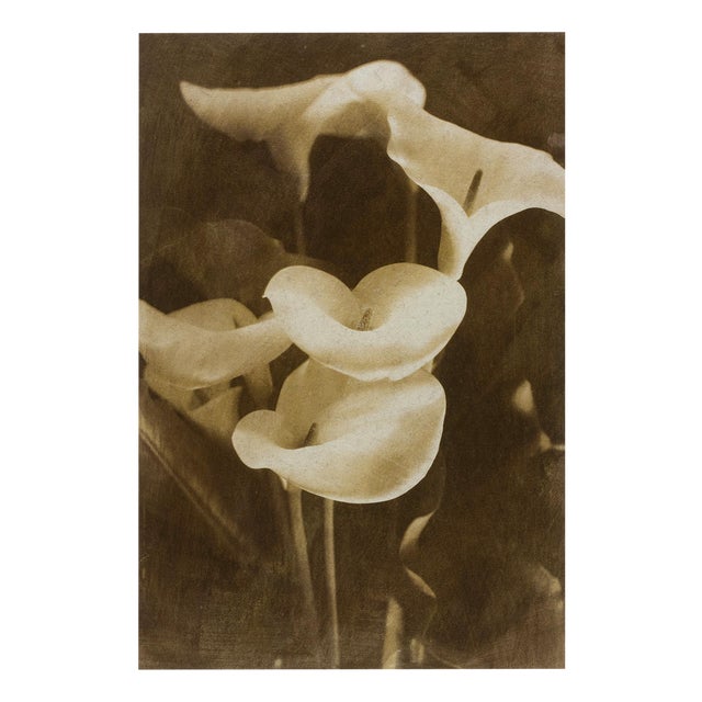 Ian Sanderson, Lilies, 1993, Archival Pigment Print For Sale
