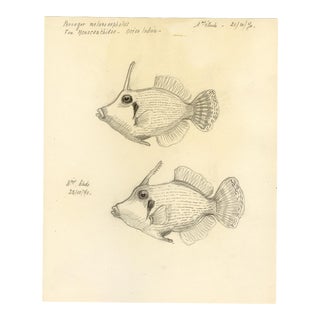 "Redtail Filefish" French Sketch Study Circa 1970 For Sale