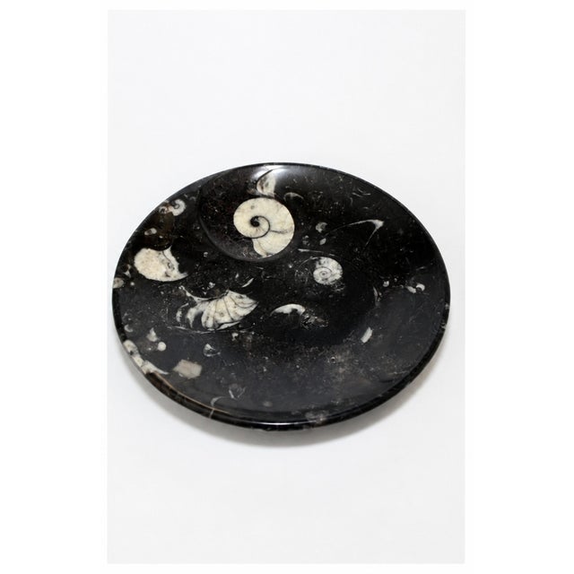 Black Pair Large Ammonite Plates Black White 6.25" Millions Years For Sale - Image 8 of 9