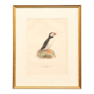 Early 20th Century Swedish Framed Puffin Lithograph, C. 1920 For Sale