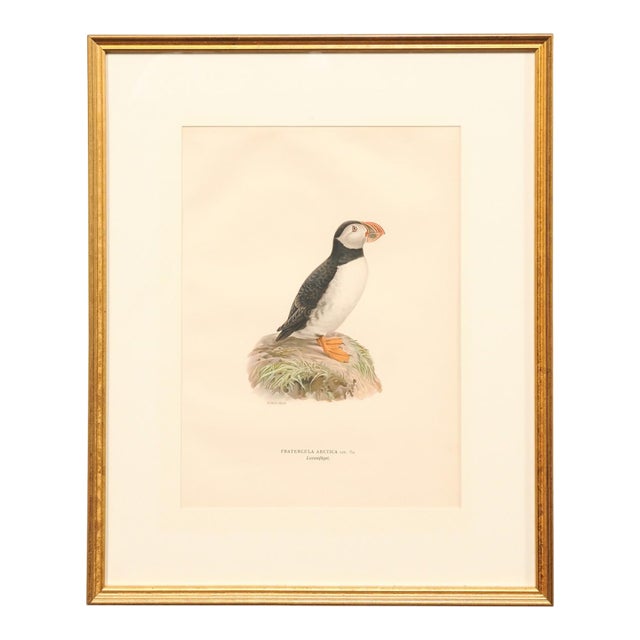 Early 20th Century Swedish Framed Puffin Lithograph, C. 1920 For Sale