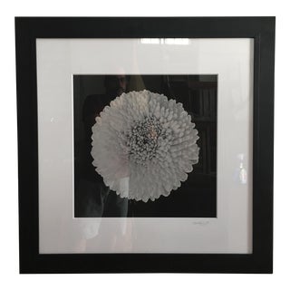 Vintage Framed Chrysanthemum Photograph For Sale