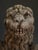 19th Century Neo-Renaissance French Heraldic Lion Sculptures, 1870s, Set of 2 For Sale - Image 16 of 18