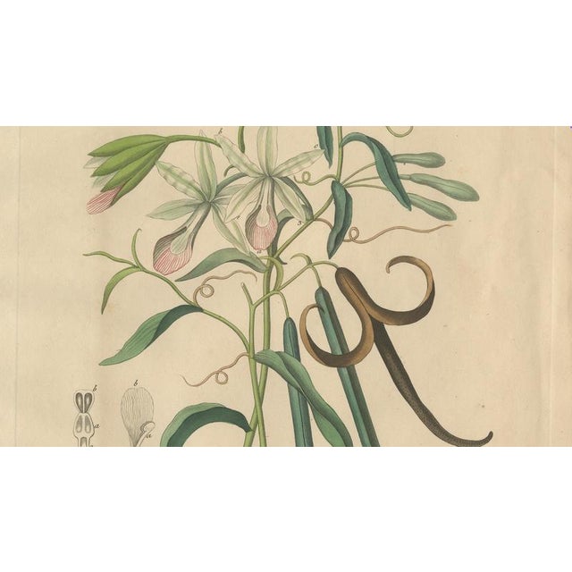Vanilla Planifolia, 1800s, Paper For Sale - Image 4 of 10