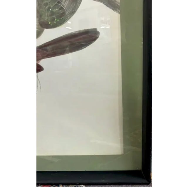 American Mid Century John Gould Bird Lithograph in Large Black Wood Frames - 42.5" X 30" - 2 of 2 For Sale - Image 3 of 7