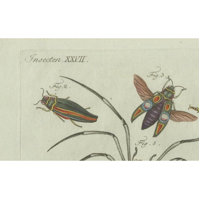 Bertuch, Exotic Insects, Spider and Butterfly, 1800, Engraving For Sale - Image 9 of 10