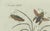 Bertuch, Exotic Insects, Spider and Butterfly, 1800, Engraving For Sale - Image 9 of 10