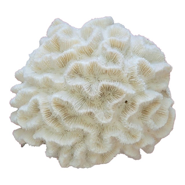 Authentic Natural Brain Coral Speciman For Sale