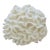 Authentic Natural Brain Coral Speciman For Sale