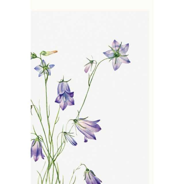 Harebell, Vintage Botanical Art Print Reproduction by Mary Vaux Walcott, 40" X 60" For Sale - Image 9 of 11