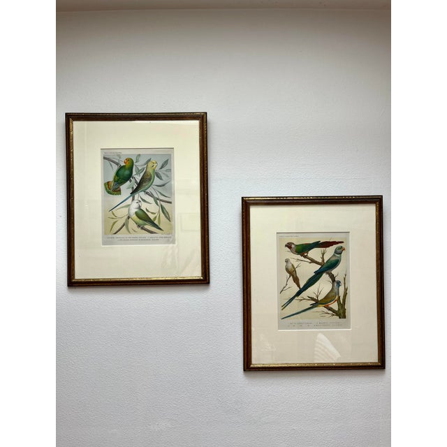 Framed “Parakeets” Bird Lithographs - a Pair by John Cassell For Sale - Image 12 of 12