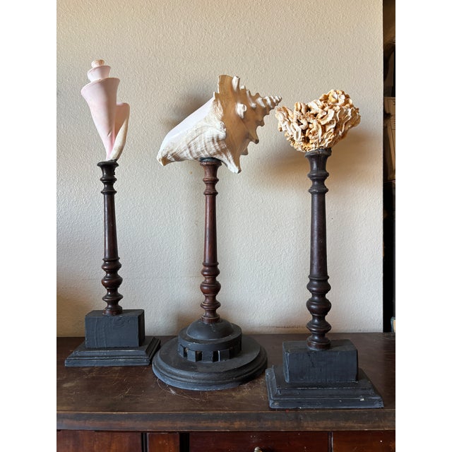 3 Baroque Mounted Seashell Specimens Displays on 19th Century Dark Wooden Stands For Sale - Image 4 of 11