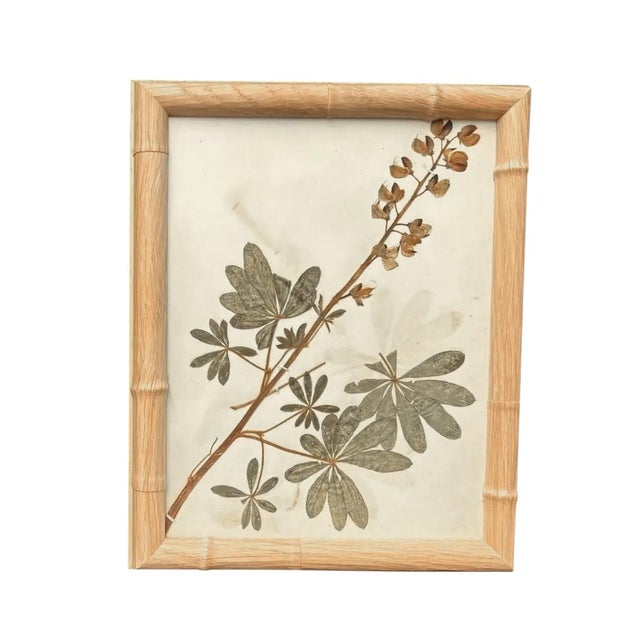 1893 Herbarium Botanical Specimens, Set of 12 For Sale - Image 14 of 18