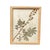 1893 Herbarium Botanical Specimens, Set of 12 For Sale - Image 14 of 18
