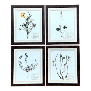 Vintage Botanical Herbarium Prints in Wood Frames - Set of 4 For Sale