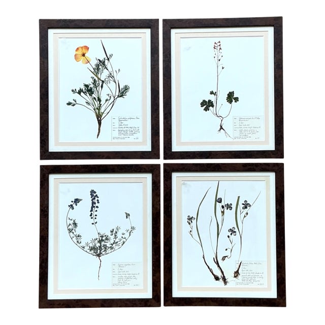 Vintage Botanical Herbarium Prints in Wood Frames - Set of 4 For Sale