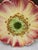 French Country Majolica Pink Flower Plate, Delphin Massier, Circa 1890 For Sale - Image 3 of 5