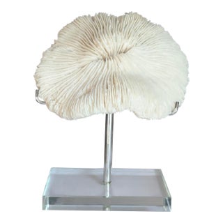 Natural White Mushroom Coral Specimen on Glass Block For Sale