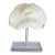 Natural White Mushroom Coral Specimen on Glass Block For Sale