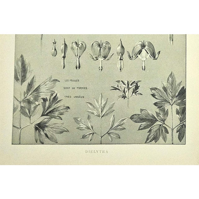 1902 Set of 2 French Antique Botanicals- Bleeding Heart,Bellflower, Documenation For Sale - Image 4 of 10