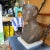 I discovered this incredible bronze bust with thick carrara marble base at one of my favorite Round Top, TX locations-...